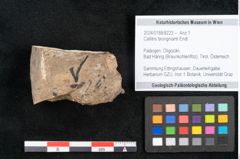 Foto (Objekt + Etikett) von Callitris brongniartii Endl. (NHMW-GEO-2024-0188-8223)